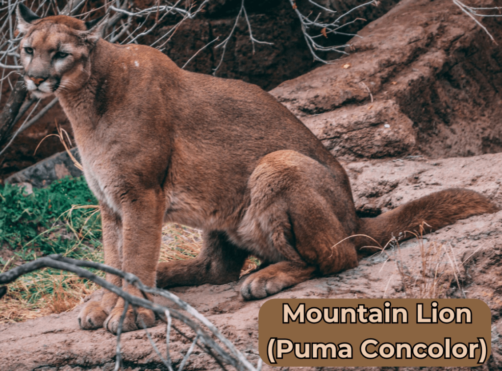 Mountain Lion (Puma Concolor)