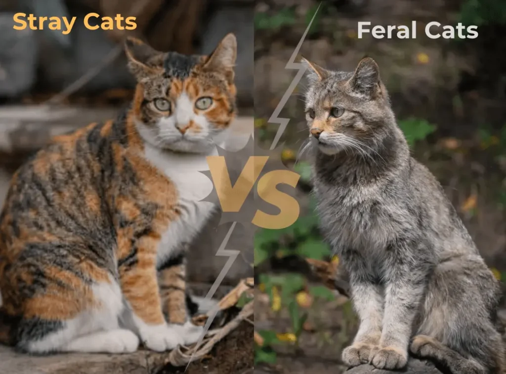 Feral vs. Stray Cats