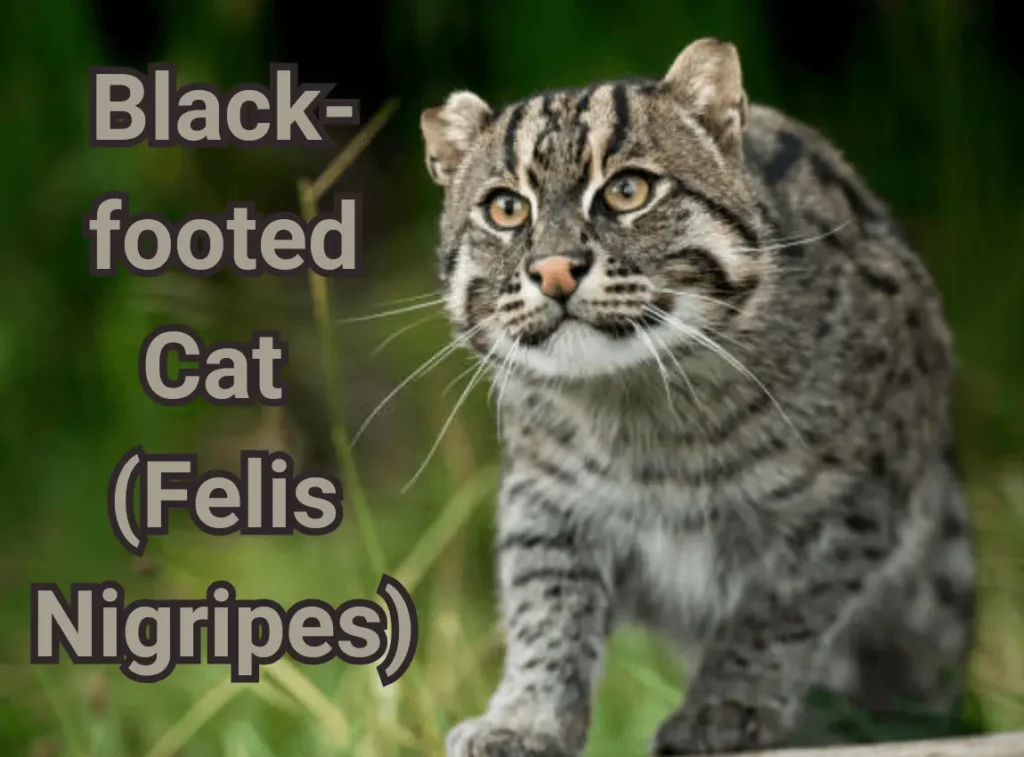 Black-footed Cat (Felis Nigripes)