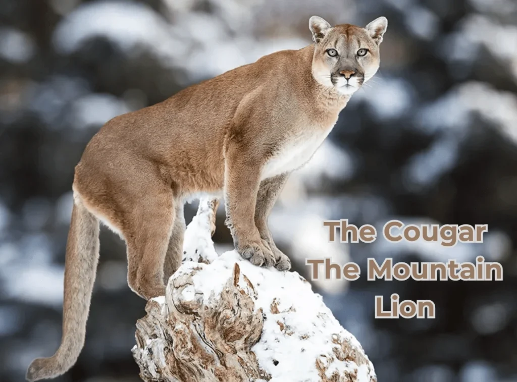 Cougar: Mountain Lion