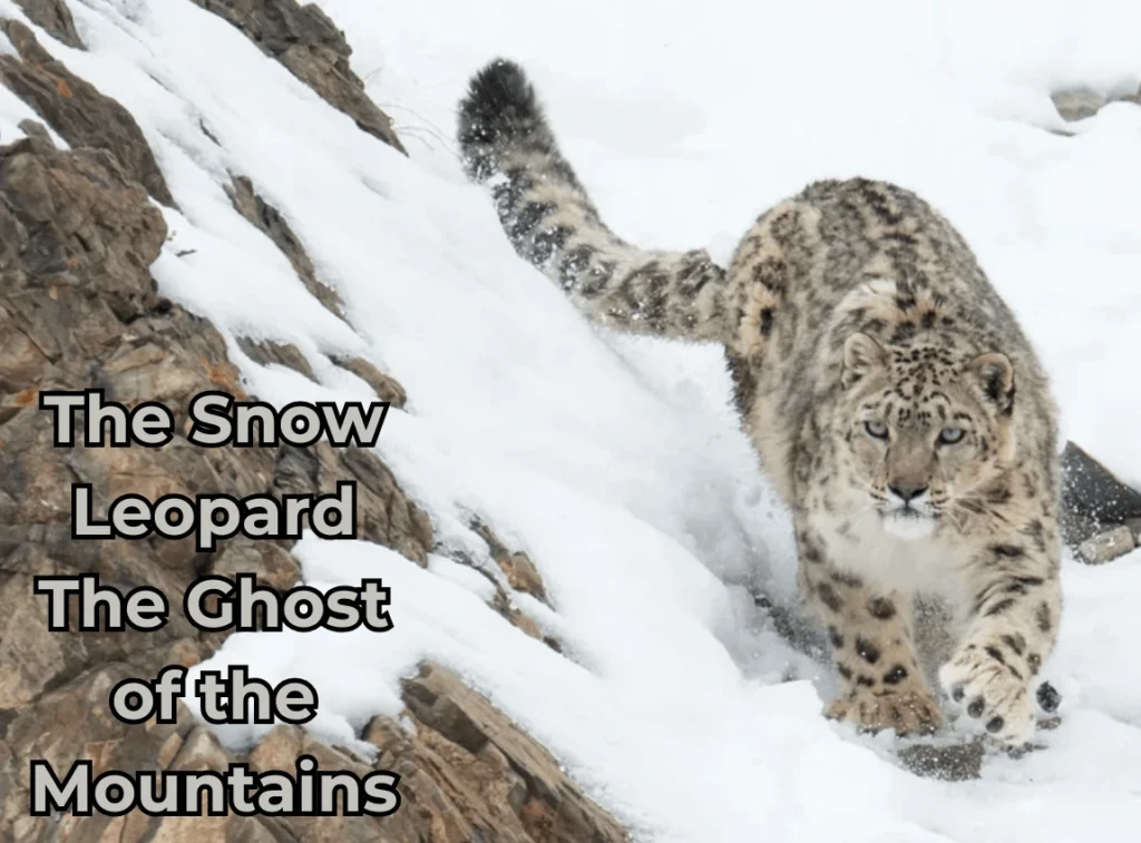 Snow Leopard: Ghost of the Mountains