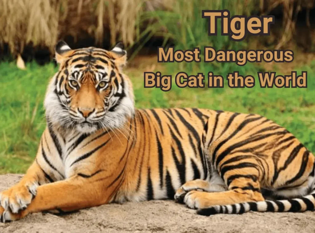 Tiger the Most Dangerous in the World