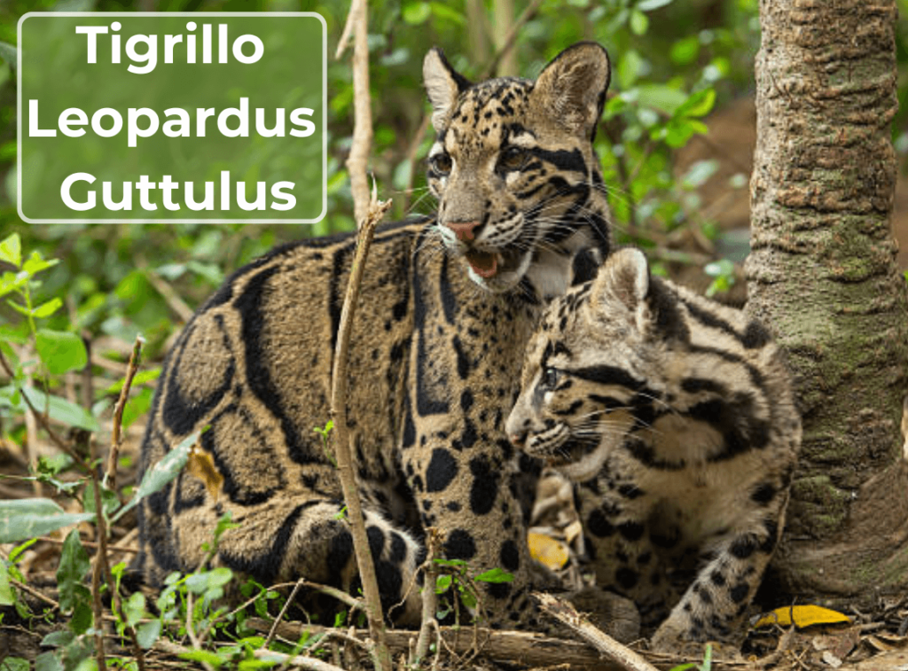 Tigrillo (Leopardus Guttulus)